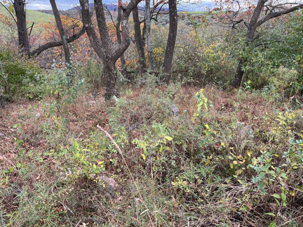 Homestead Cemetery Before Cleanup