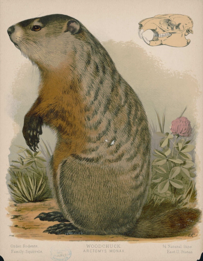 Groundhog Illustration Prang 1874