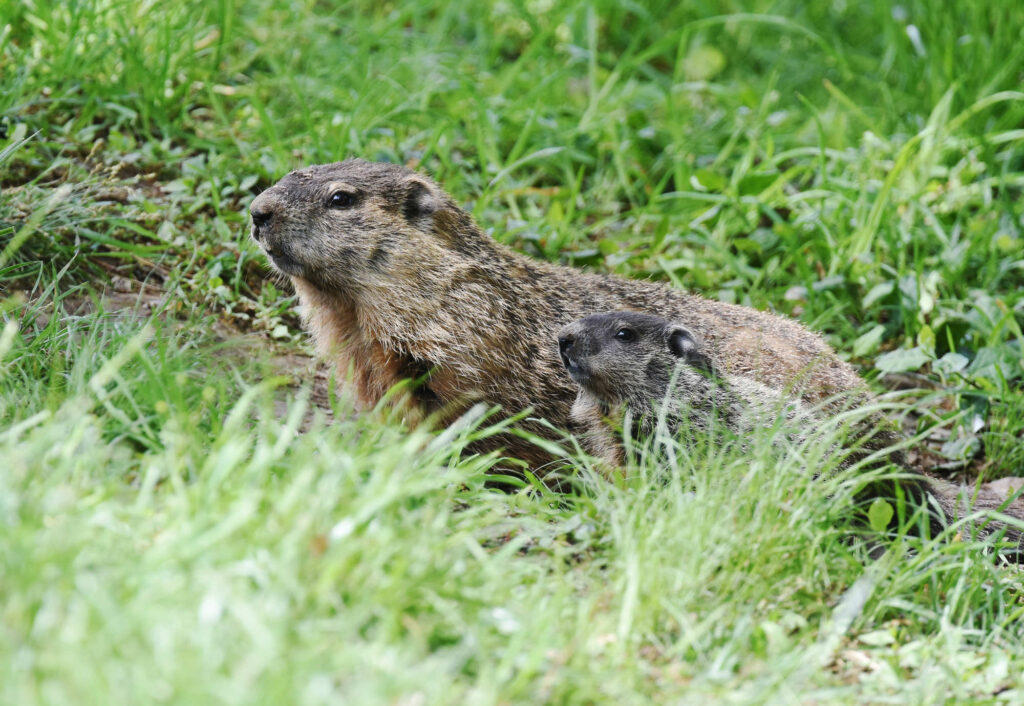Groundhog and pup