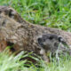 Groundhog mom and pup detail