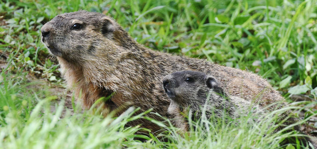 Groundhog mom and pup detail